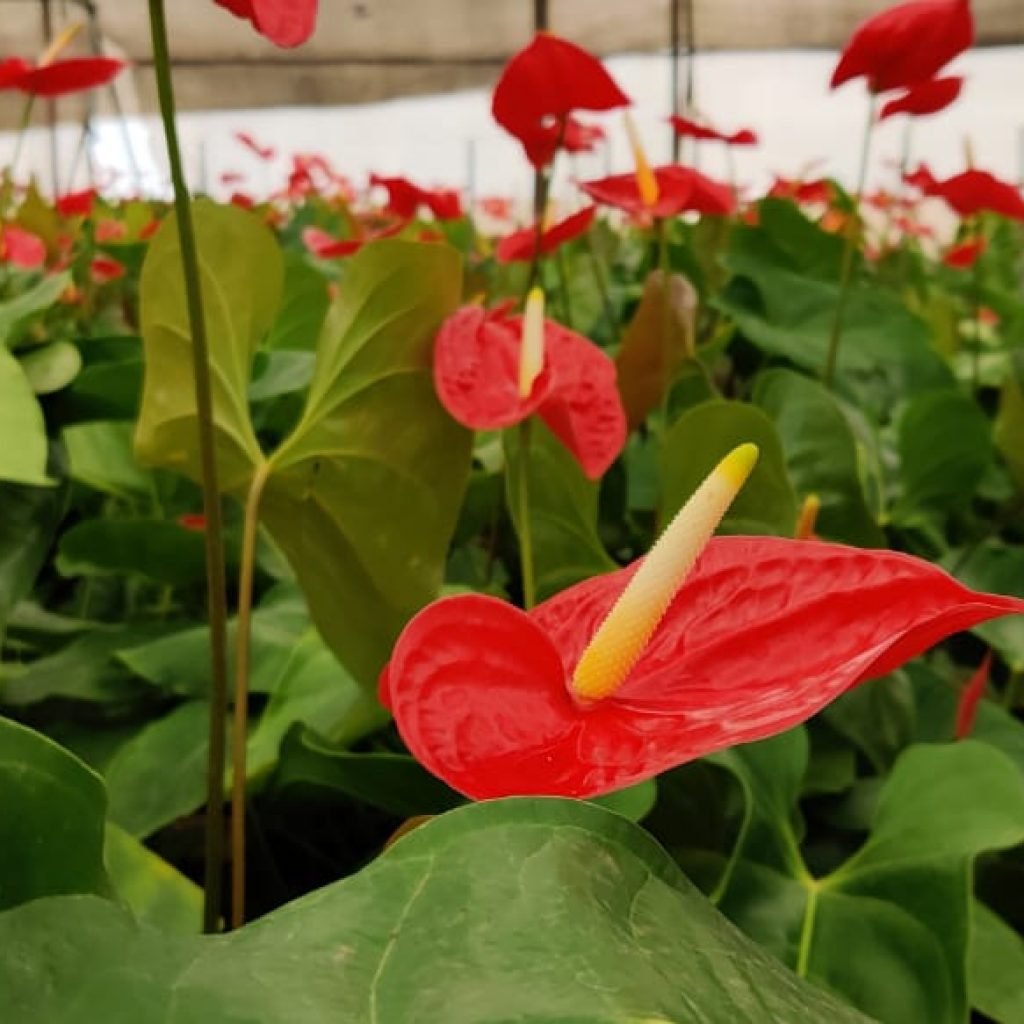 Rare Hitech Anthurium Flowers