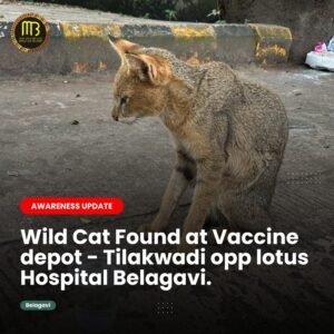 Wild Cat Rescued at Vaccine Depot in Belagavi