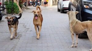 5-Year-Old Girl Attacked by Stray Dogs in Belagavi, Critical in ICU
