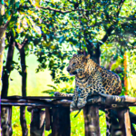 Kittur Rani Chennamma Zoo