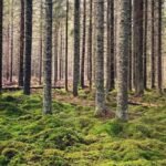Green Light for Saundatti Hydel Project Sparks Outcry Over 64,000 Trees to Be Felled