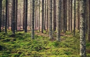 Green Light for Saundatti Hydel Project Sparks Outcry Over 64,000 Trees to Be Felled