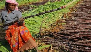 This is a game changer! Belagavi's new project with the Agri Dept. and sugar factories converts cane waste into valuable organic fertiliser, boosting soil health across 1,300 hectares.