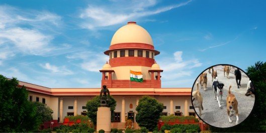 SC Orders Removal of Stray Dogs from Schools, Bus Stands