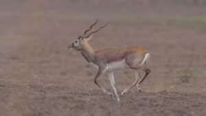 Belagavi Mini Zoo Reports 31 Blackbuck Deaths