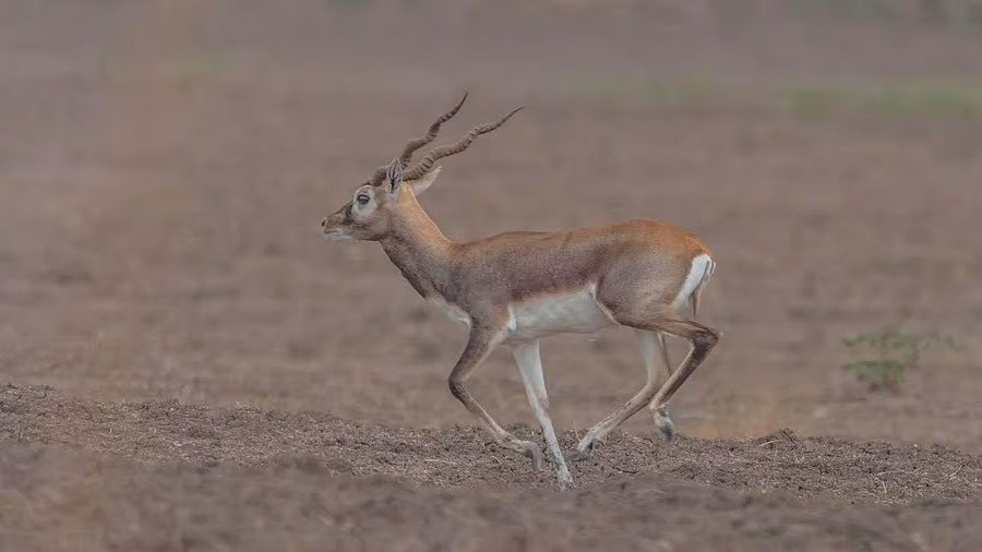 Belagavi Mini Zoo Reports 31 Blackbuck Deaths