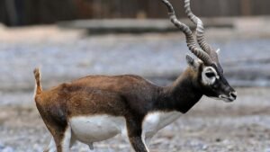 Belagavi: Blackbuck Deaths Rise to 30 at Mini Zoo