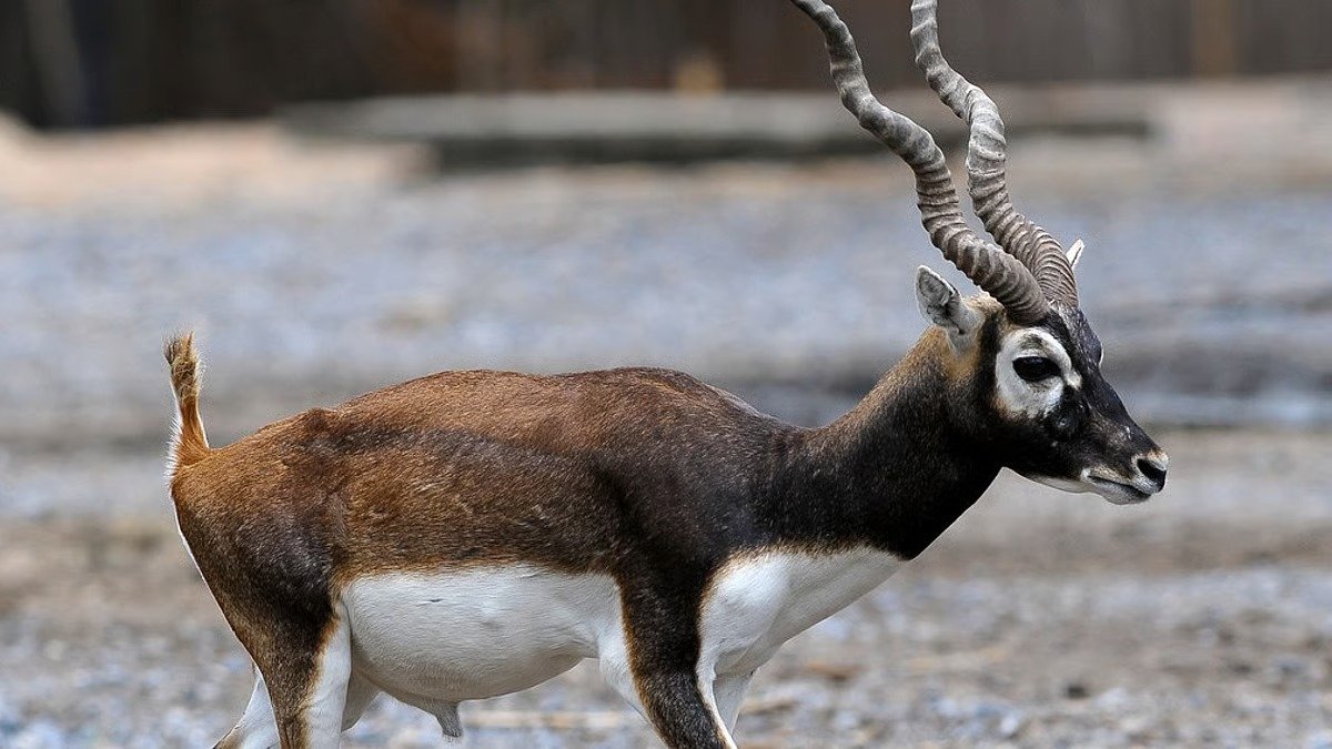 Belagavi: Blackbuck Deaths Rise to 30 at Mini Zoo