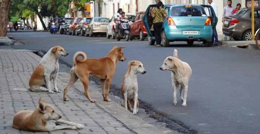 Belagavi Steps Up Action to Tackle Stray Dog Crisis