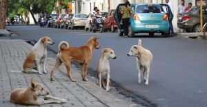 Villagers Oppose Stray Dog Shelter Near Hirebagewadi