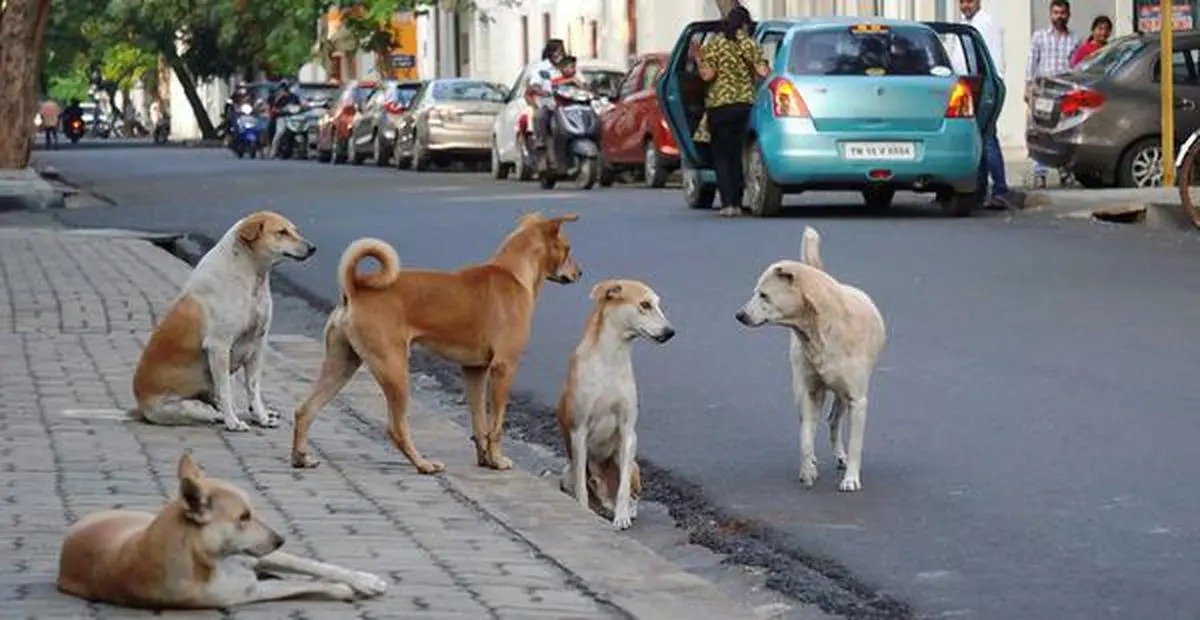 Karnataka’s New 15-Point Plan to Control Stray Dogs
