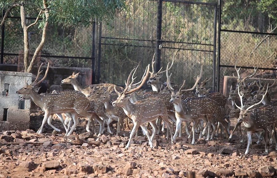 CZA Orders Probe Into Death of 31 Blackbucks in Belagavi