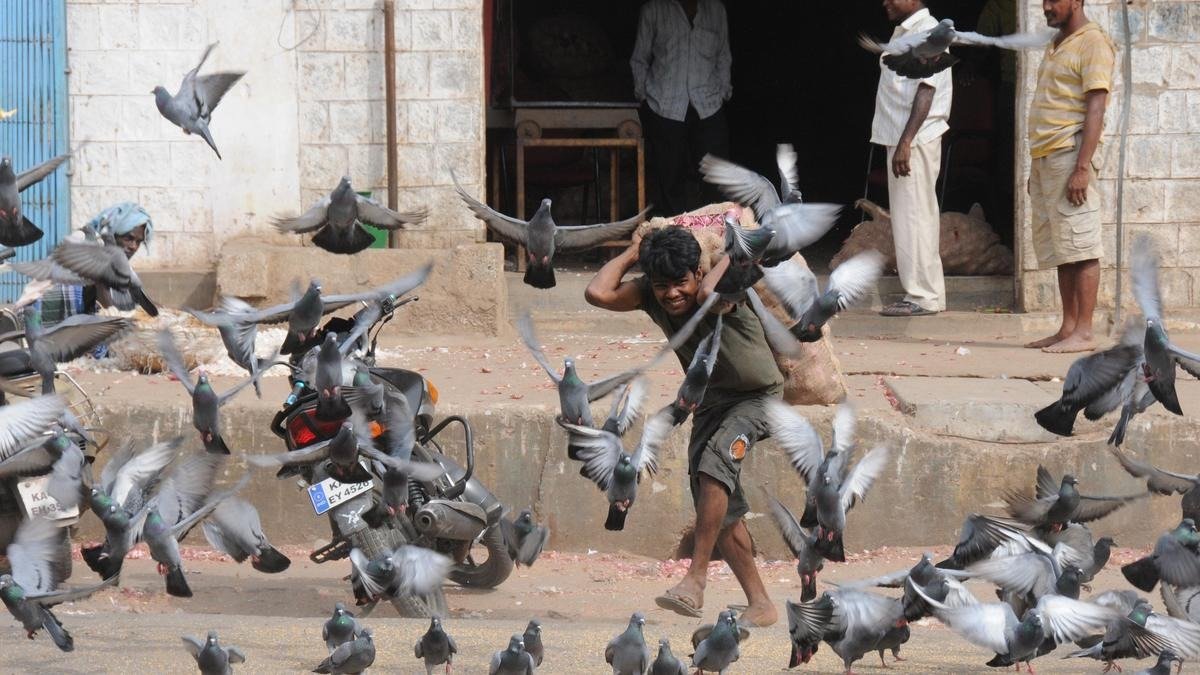 Karnataka to Regulate Pigeon Feeding Over Health Concerns