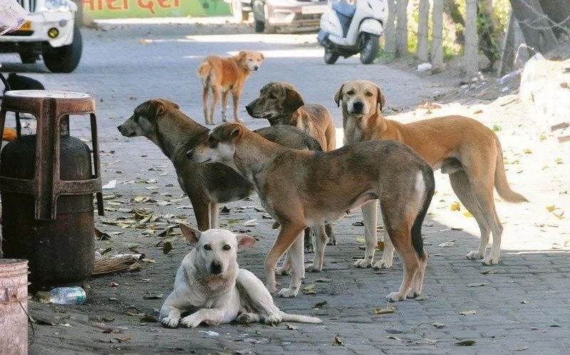 Stray Dog Attack Injures Girl in Belagavi