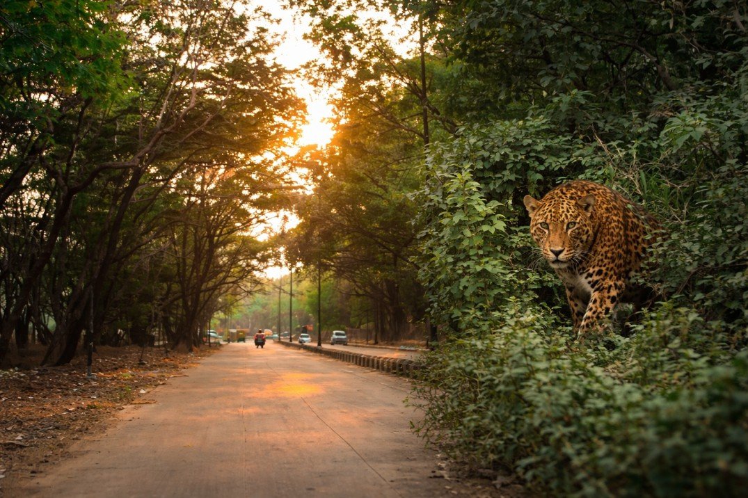 Leopard Sighting Claims Put Club Road on Alert