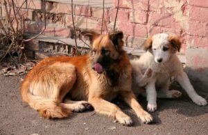 Stray Dog Sterilisation Drive Resumes in Belagavi