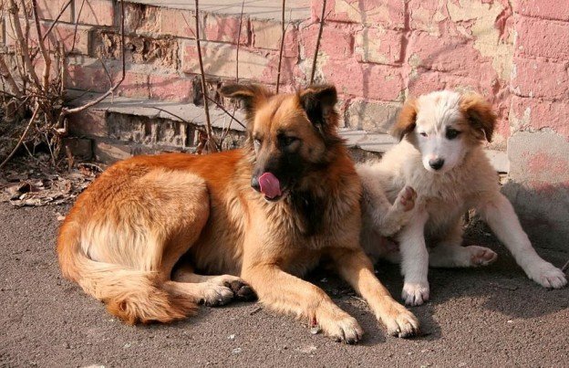 Stray Dog Sterilisation Drive Resumes in Belagavi