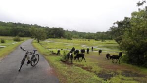 Farmers Protest Tree Felling for Solar Project in Belagavi