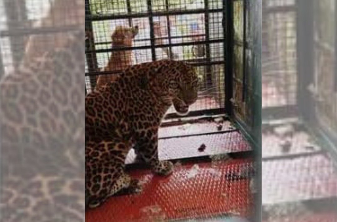 Leopard Captured Safely in Kakati Forest Range